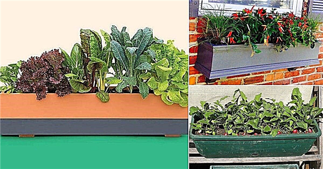 Najlepšia zeleninová okenná krabica Ako si vyrobiť zeleninový záhradný box