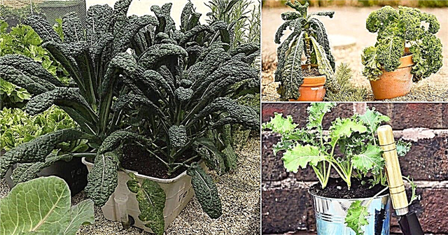 Καλλιέργεια Kale σε γλάστρες | Πώς να φυτέψετε το Kale σε δοχεία