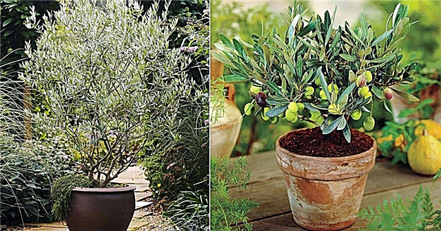 Вирощування оливкового дерева в горщику | Як виростити оливкове дерево в контейнері