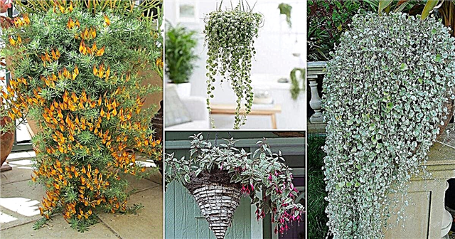 23 најбоље биљке са задњим лишћем за висеће корпе и прозорске кутије