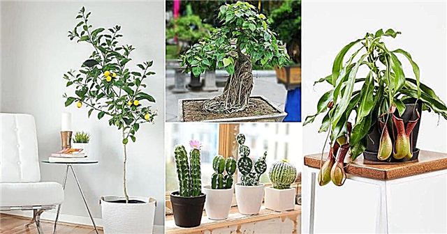 21 rastlín šťastia | Interiérové ​​rastliny, ktoré vám môžu urobiť šťastie
