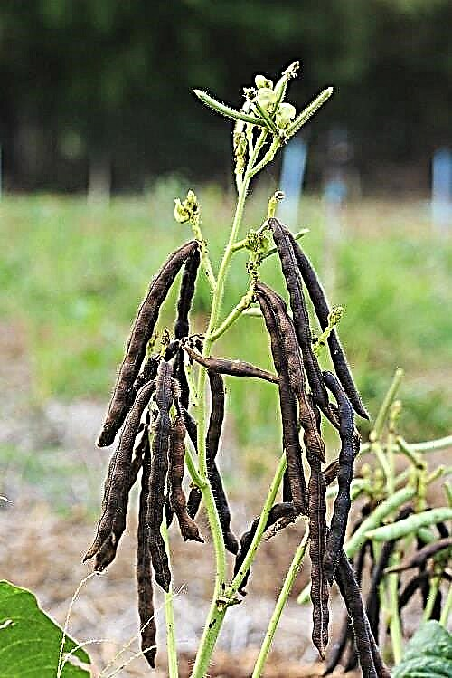 Pěstování fazolí Mungo v květináčích Jak pěstovat fazole Mungo
