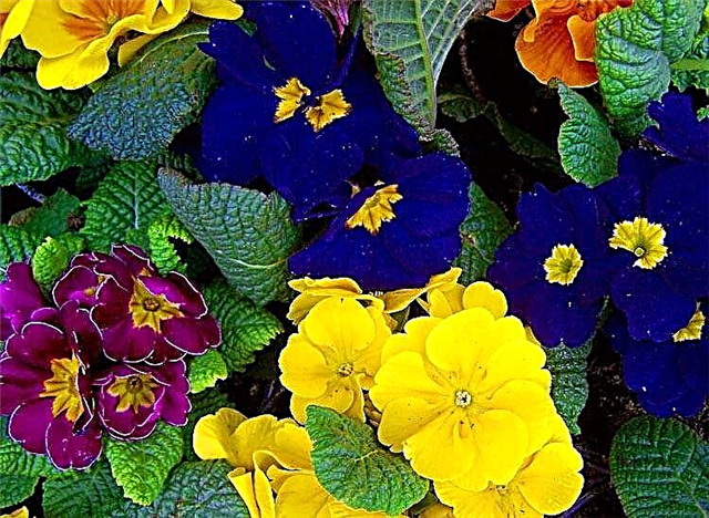 Cele mai multe flori parfumate potrivit grădinarilor