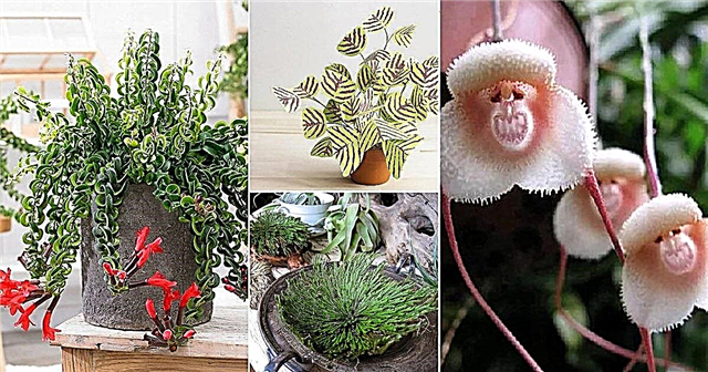 12 unike innendørs planter med personlighet og egenskaper