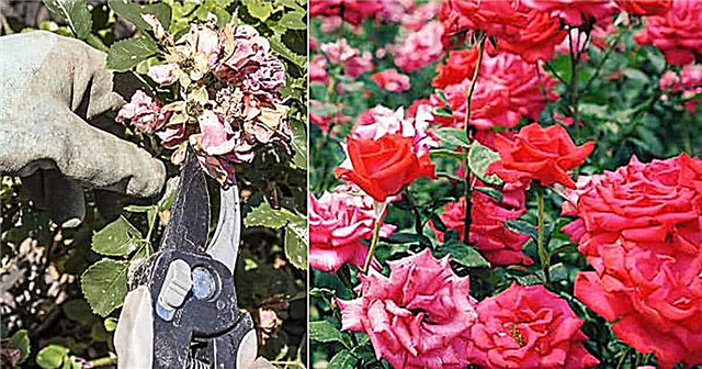 How To Deadhead Roses the Right Way