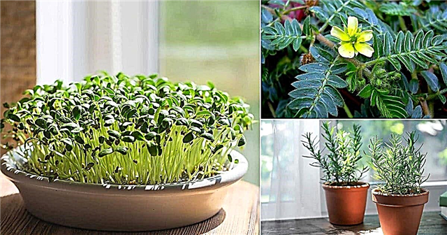 7 Znanstveno dokazanih biljaka koje bi svaki čovjek trebao rasti za jačanje libida