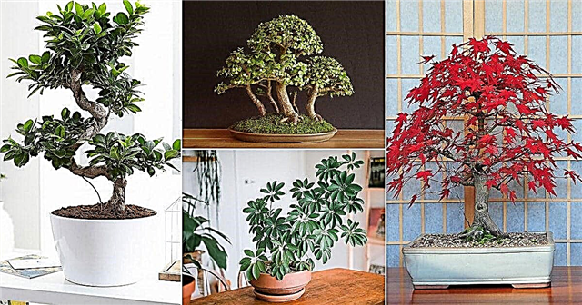 12 najboljših notranjih dreves bonsajev za začetnike
