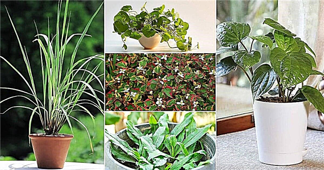 17 Herbal Paling Eksotis di Seluruh Dunia