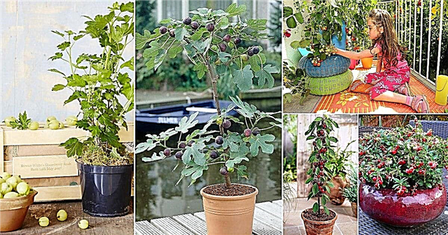 21 vaisius, kuriuos galite auginti balkone, ant stogo ir kieme