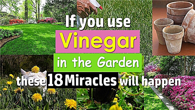 18 Pārsteidzošs etiķis izmanto dārzā