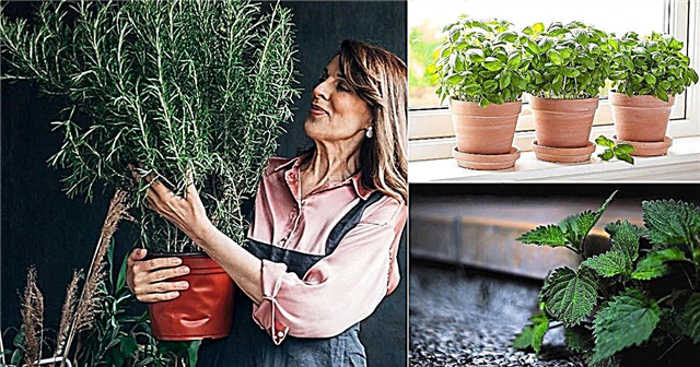 14 bedste urter til kvinder | Urter hver kvinde skal vokse