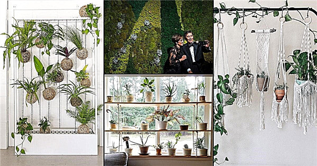 Hvordan designe det beste innendørs Selfie-rommet med planter