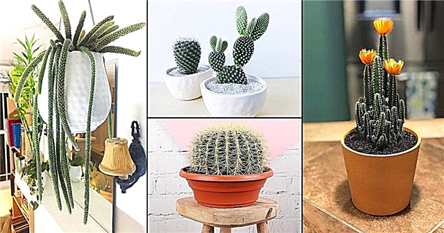 25 bedste indendørs kaktusplanter til hjemmet
