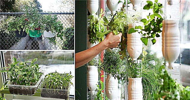 Cum să începeți o grădină urbană unică pentru a crește o mulțime de plante într-un spațiu atât de redus