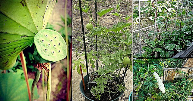 Bahçede Büyümek İçin 23 Süper Lezzetli Asya Sebzeleri