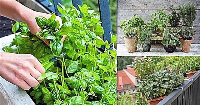 Consejos prácticos de 2 minutos para comenzar un jardín de hierbas en el balcón