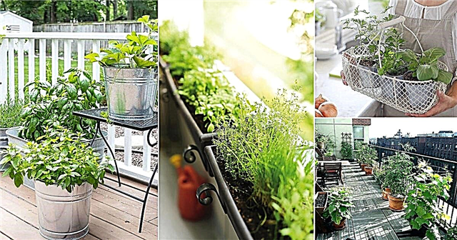 6 typů městských bylinkových zahrad, které nepotřebují žádný prostor!