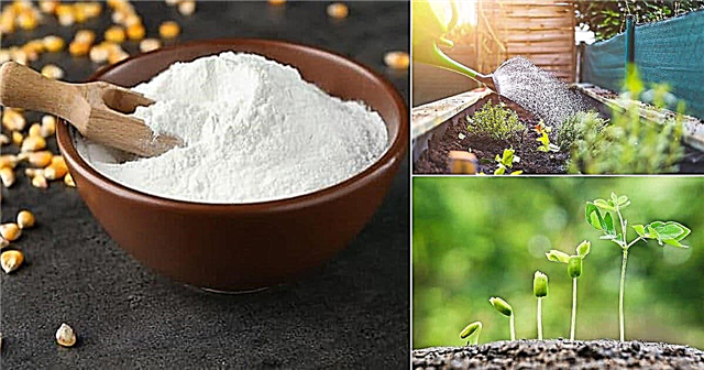 6 cách sử dụng bột ngô tốt nhất trong vườn