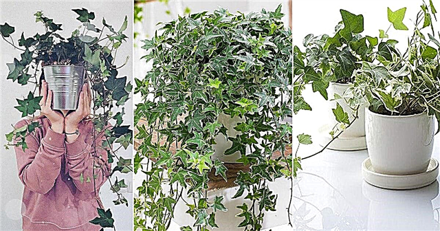 Kasvava englantilainen muratti sisätiloissa Ivy-huonekasvien hoitovinkkejä