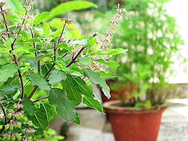 कैसे उगायें तुलसी का पौधा | देखभाल और बढ़ते पवित्र तुलसी