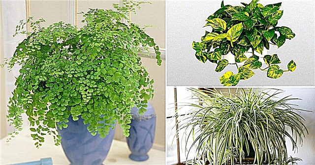 Биљке које расту без сунчеве светлости | 26 најбољих биљака за гајење у затвореном