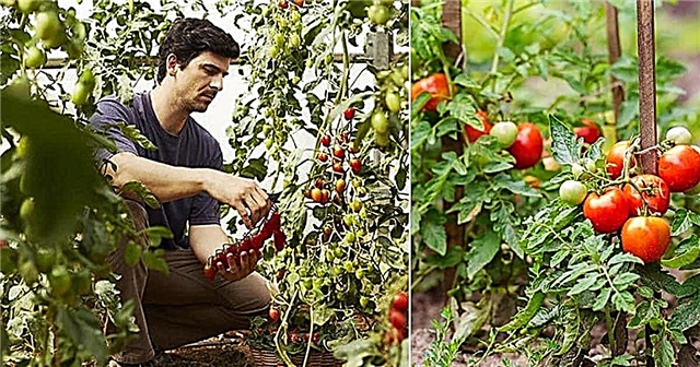 Колко далеч от засаждането на домати | Съвети за разстоянието между доматите