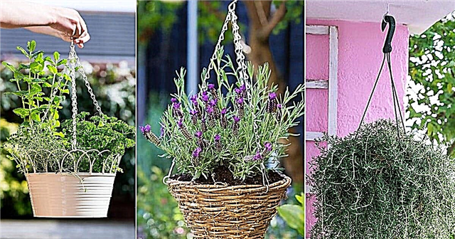 11 melhores ervas para cestos pendurados