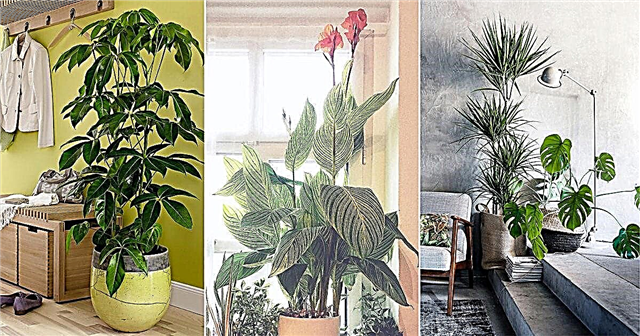 24 סוגים של צמחי בית עלווה טרופיים | צמחים מקורים טרופיים