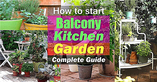 Jak rozpocząć balkon w ogrodzie kuchennym | Kompletny przewodnik
