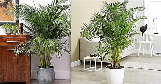 Wachsende Areca-Palme in Innenräumen | Wie Areca Palm wachsen