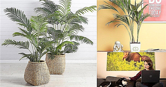 8 incríveis benefícios e fatos da palmeira Areca