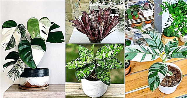 36 Неймовірні строкаті кімнатні рослини з візерунками