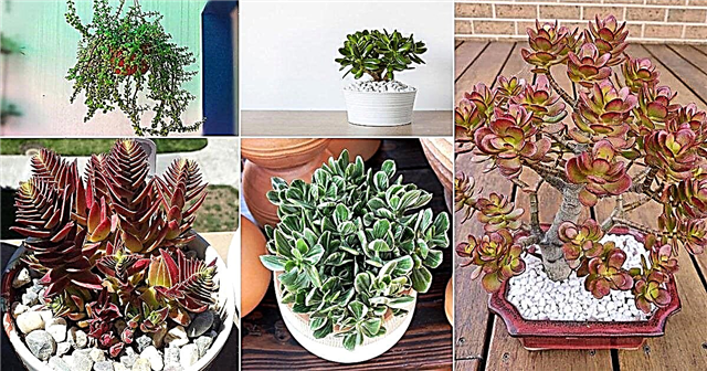 30 प्रकार के जेड पौधे | बेस्ट जेड वैरायटीज