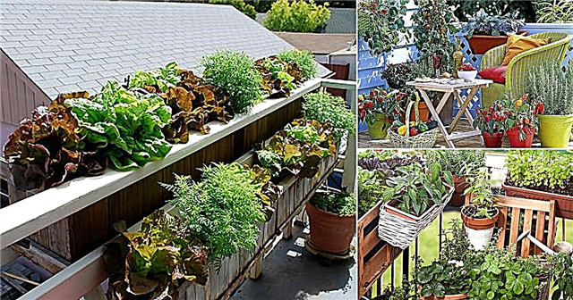 14 cele mai bune legume care cresc pe balustrade