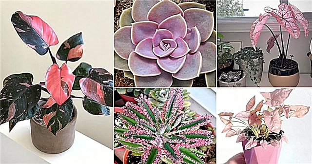 31 Pretty Pink Houseplants | Beste roze kamerplanten