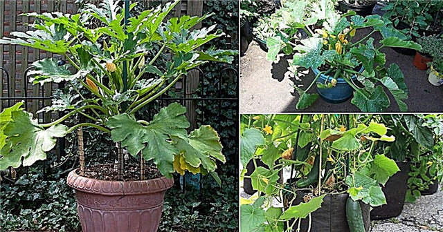 Hur man odlar zucchini i en kruka framgångsrikt