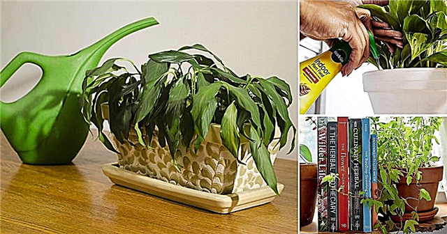 Kedvenc beltéri növénye haldoklik | 15 szobanövény-probléma, amely megöli szobanövényeit