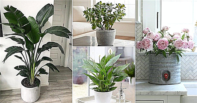 स्वास्थ्य, सद्भाव और धन के लिए घर के लिए 21 वास्तु पौधे