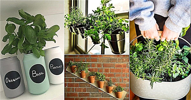 10 jedinečných nápadů na bylinkovou zahradu pro vás