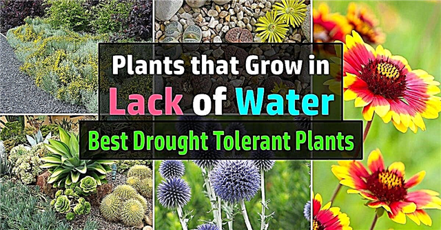 水の不足で育つ30の最高の干ばつ耐性植物