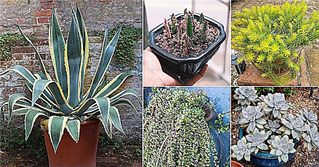 13 vetplanten die groeien als onkruid en iedereen kan ze laten groeien
