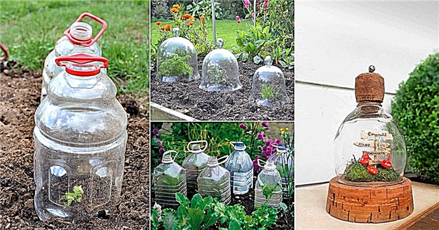 식물을위한 18 개의 훌륭한 DIY 정원 Cloche 아이디어