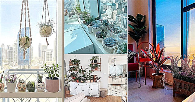 40 ideas de decoración de sala de estar de plantas de interior de Instagram