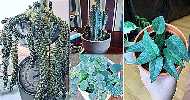 18 plantas de interior com folhas azuis | Plantas de casa com folhagem azul