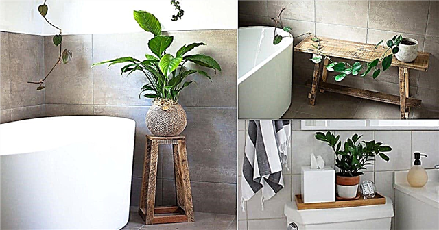 14 geriausių augalų be langų vonios kambariui