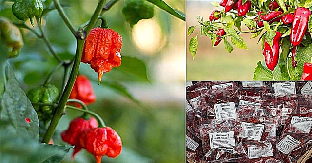 Comment rendre les plantes de poivre plus chaudes »wiki utile 9 étapes pour des piments épicés
