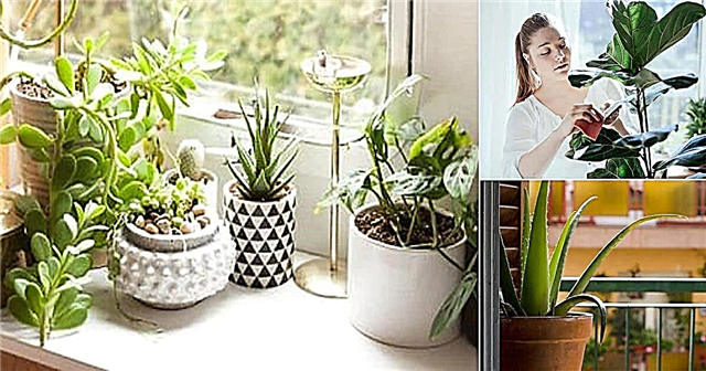 Důležité věci, které musíte udělat, než přivedete nové rostliny do interiéru