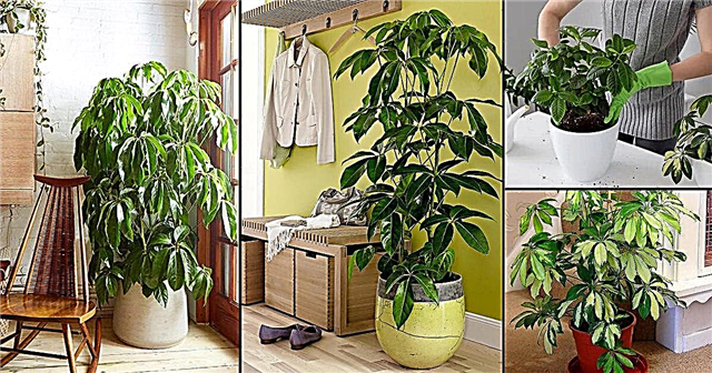 Schefflera Plant Care Indoors | Groeiende parapluplant