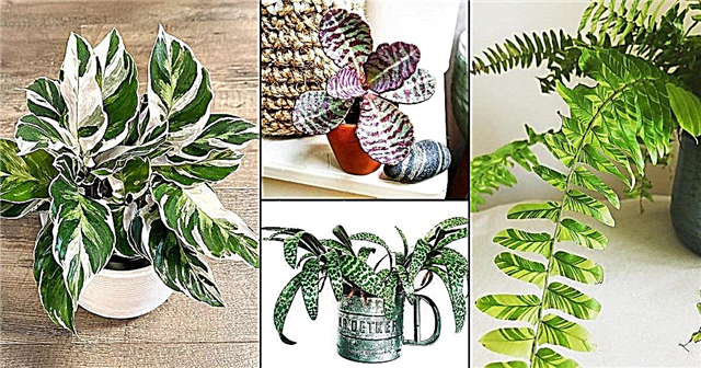 12 멋진 호랑이 패턴 관엽 식물