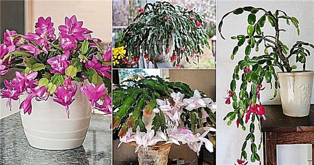 6 прекрасних видів святкових кактусів для вирощування в приміщенні